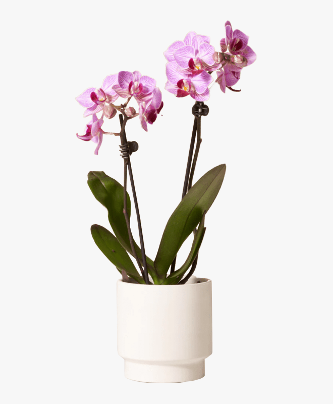 orchid